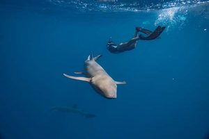 SUN SIYAM RESORTS - FOTO NUOTARE CON GLI SQUALI