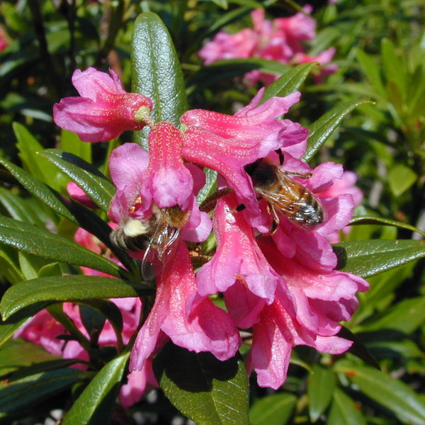 Le_Citta_del_Miele_api_con_fiore_rododendro